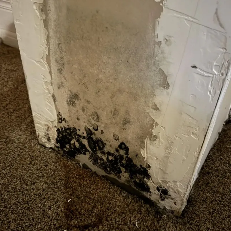 Professional Mold Removal in Ferron, UT